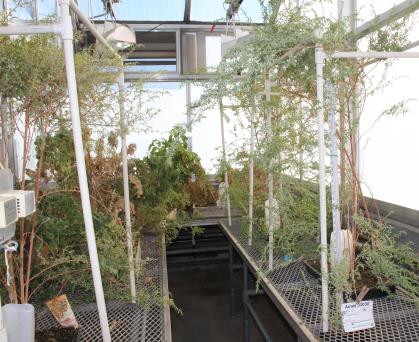 column GREENHOUSE