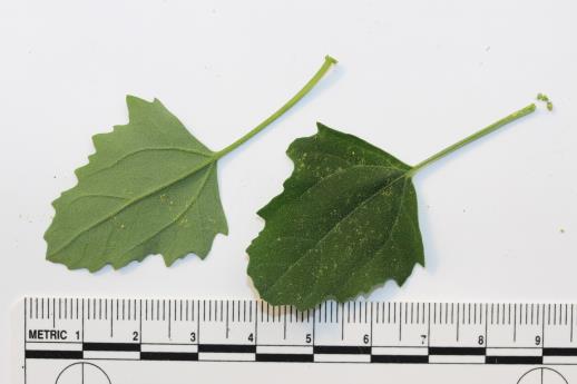 column Leaf
