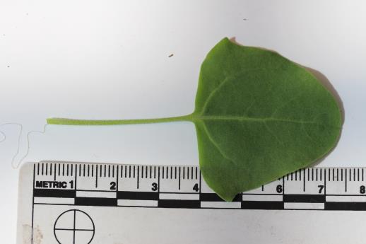 column LEAF