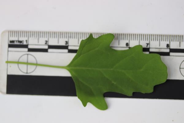 column LEAF