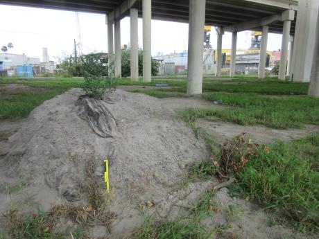 Click for 3 image(s) for this accession. HABITAT