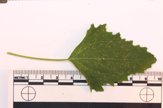 column LEAF