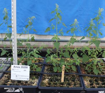 column GREENHOUSE