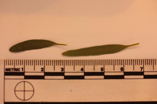 column LEAF