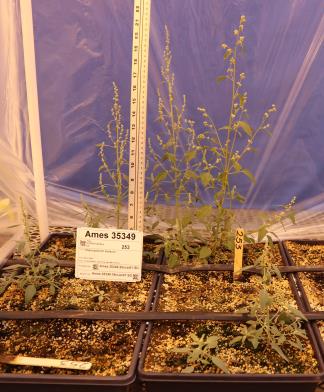 GREENHOUSE