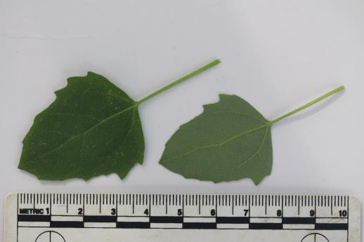 column LEAF