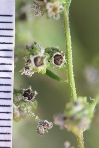 column FRUIT
