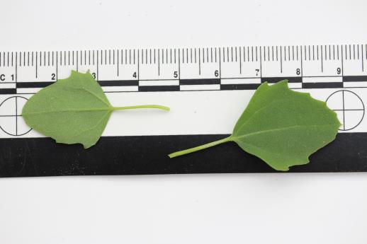 column LEAF