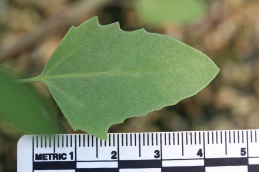 column LEAF