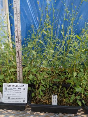 column GREENHOUSE
