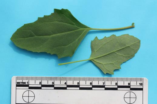 column LEAF