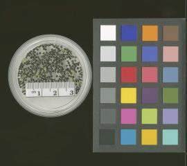 column SEED