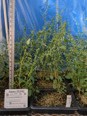 column GREENHOUSE