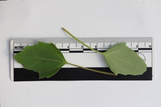 column LEAF