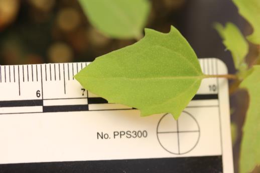 column LEAF
