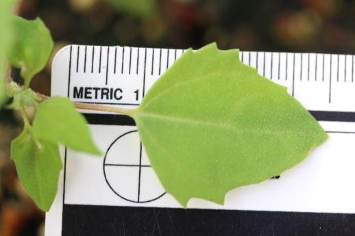 column LEAF