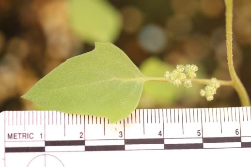 column LEAF