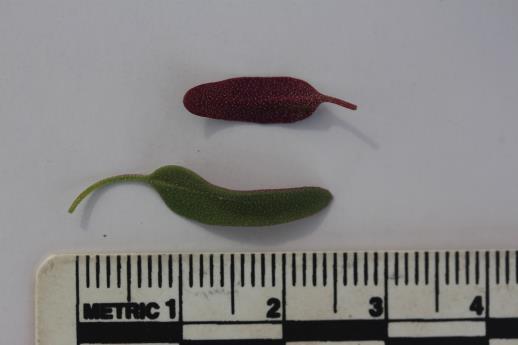 column LEAF