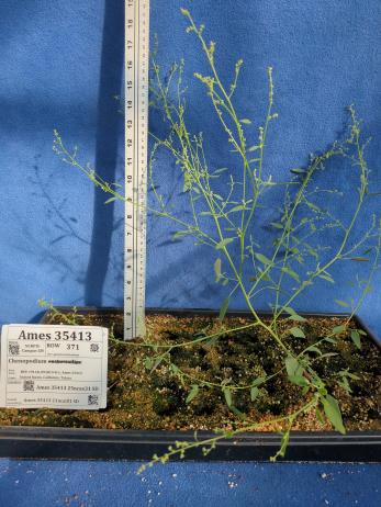 column GREENHOUSE