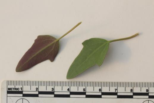 column LEAF
