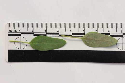 column LEAF