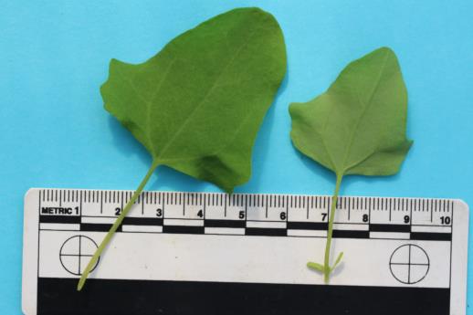 column LEAF