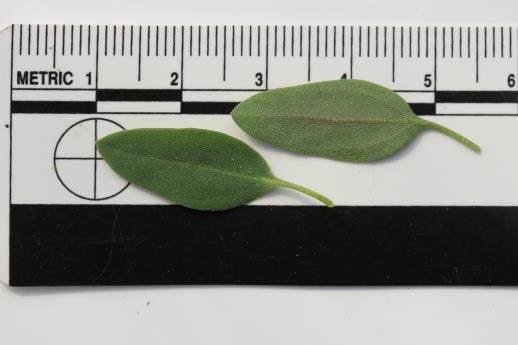 column LEAF