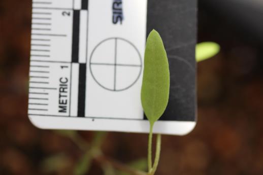 column LEAF