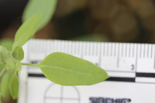 column LEAF