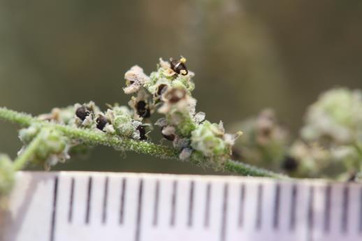 column FRUIT