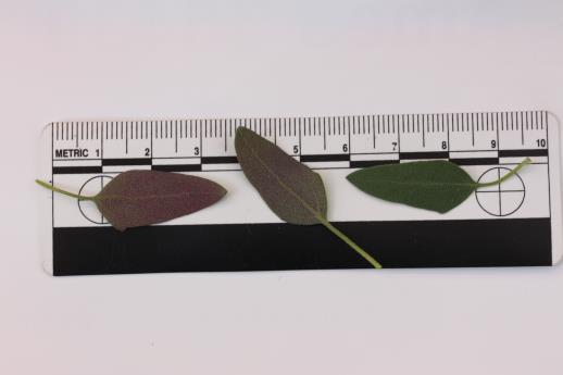 column LEAF