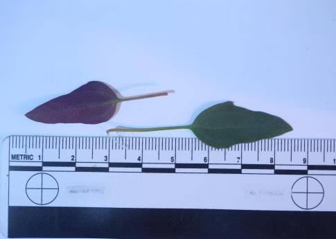 column LEAF