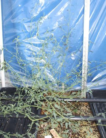 column GREENHOUSE