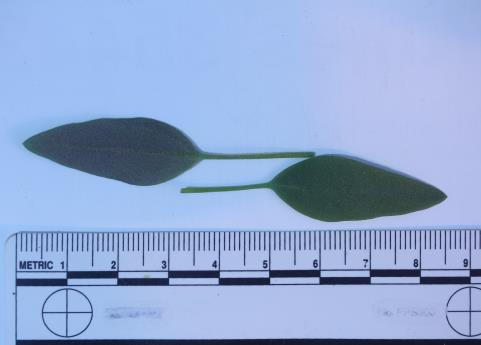 column LEAF