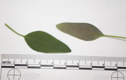 column LEAF