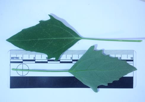 column LEAF