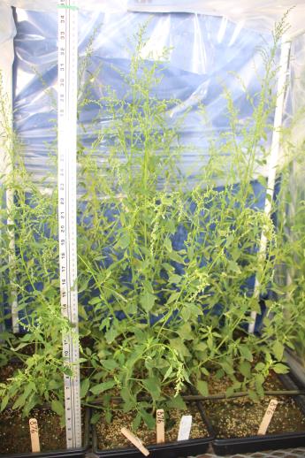 column GREENHOUSE