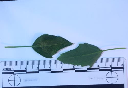 column LEAF