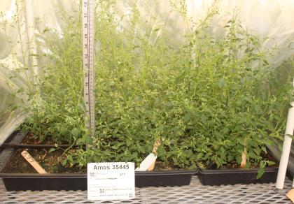 column GREENHOUSE