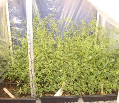column GREENHOUSE
