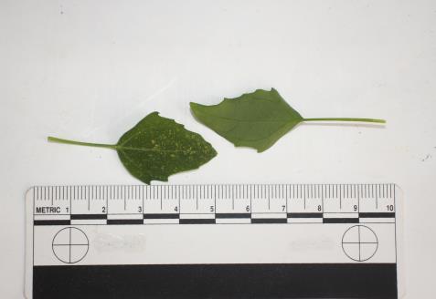 column LEAF