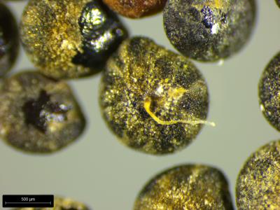 column SEED