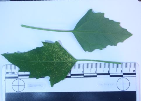 column LEAF