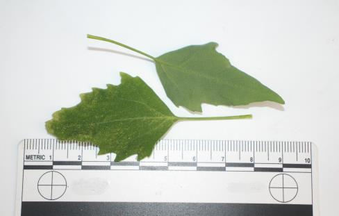 column LEAF