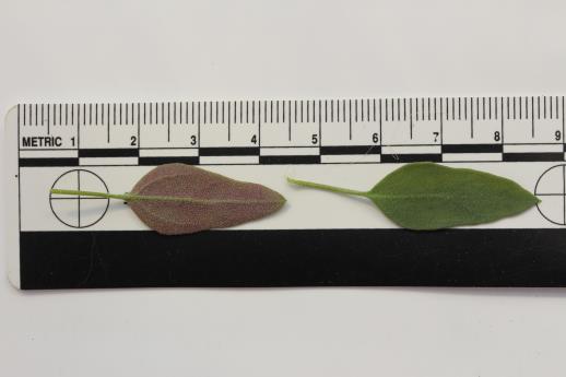 column LEAF