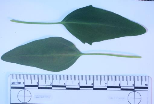 column LEAF