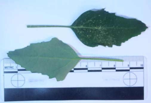 column LEAF