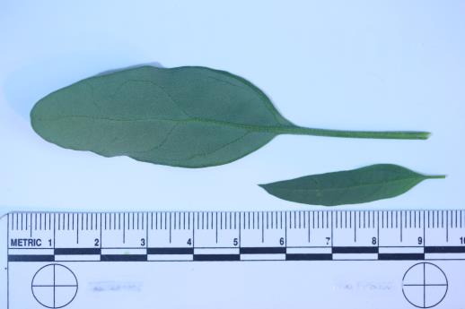 column LEAF