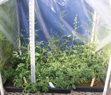 column GREENHOUSE