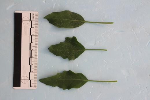 column LEAF